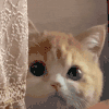 萌宠 猫咪 偷看 呆萌 可爱