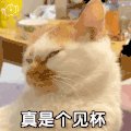 萌宠 猫咪 真是个见杯 呆萌 可爱
