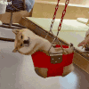 萌宠 狗狗 秋千 呆萌 可爱