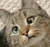萌宠 猫咪 无辜 呆萌 可爱