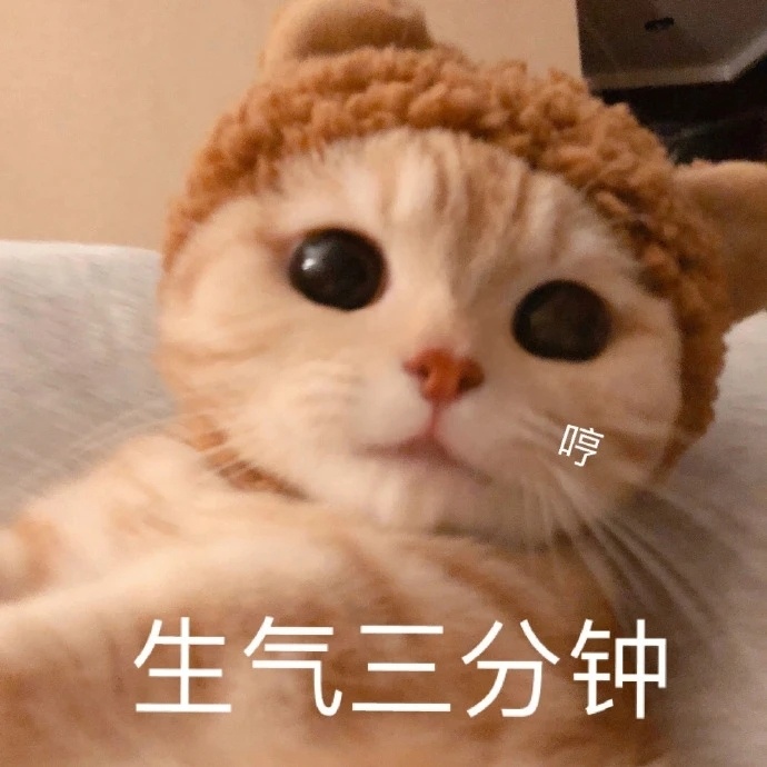 萌宠 猫星人 生气三分钟 哼 呆萌 可爱