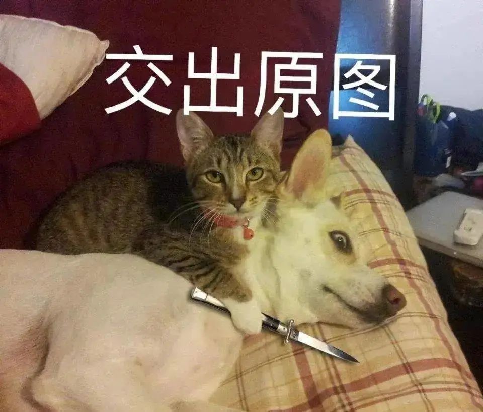 萌宠 呆萌 交出原图 可爱 呆萌