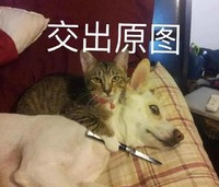 萌宠 呆萌 交出原图 可爱 呆萌