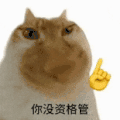 萌宠 猫咪 你没资格管 呆萌 可爱