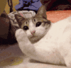 萌宠 猫咪 爪子 呆萌 可爱