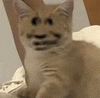 萌宠 猫咪 傻 呆萌 可爱