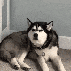 萌宠 狗狗 生气 呆萌 可爱