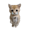 萌宠 猫咪 错了 呆萌 可爱