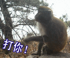 猴子伸手要钱表情包GIF图片