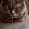 萌宠 猫咪 睡觉 呆萌 可爱