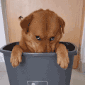 萌宠 狗狗 生气 呆萌 可爱