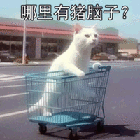 萌宠 猫咪 哪里有猪脑子 呆萌 可爱