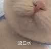 萌宠 猫咪 流口水 呆萌 可爱