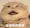 萌宠 猫咪 嘿嘿嘿嘿嘿 呆萌 可爱