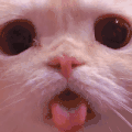 萌宠 猫咪 吐舌 呆萌 可爱