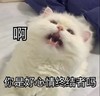 萌宠 猫星人 啊 你是好心情终结者吗 呆萌 可爱