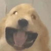 萌宠 狗狗 开心 呆萌 可爱