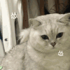萌宠 猫咪 怂 呆萌 可爱