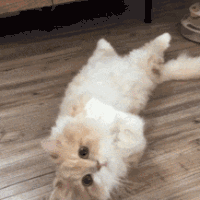 萌宠 猫咪 吃惊 呆萌 可爱