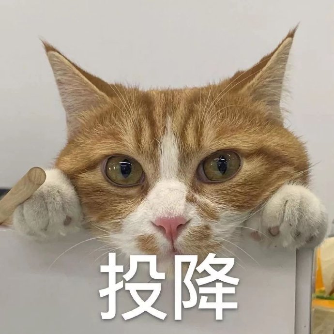 小猫双手投降表情包图片