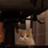 萌宠 猫咪 冲 呆萌 可爱