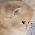 萌宠 猫咪 哭 呆萌 可爱