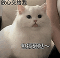 萌宠 猫咪 放心交给我包搞砸哒 呆萌 可爱