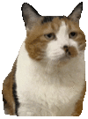 萌宠 猫咪 无聊 呆萌 可爱