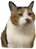 萌宠 猫咪 无聊 呆萌 可爱