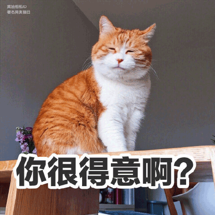 猫咪