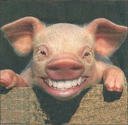 猪头gif图片