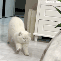 萌宠 猫咪 伸懒腰 呆萌 可爱