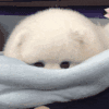 萌宠 狗狗 好奇 呆萌 可爱