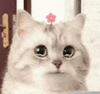 萌宠 猫咪 哭 呆萌 可爱