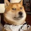 狗狗 您有病吧 怼人 沙雕 搞笑 逗