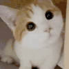 萌宠 猫咪 好奇 呆萌 可爱