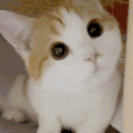 萌宠 猫咪 好奇 呆萌 可爱
