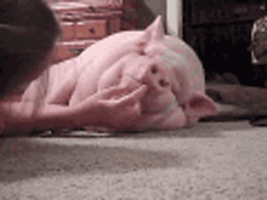 猪摇头的动态图片图片