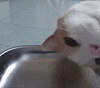 萌宠 猫咪 偷看 呆萌 可爱