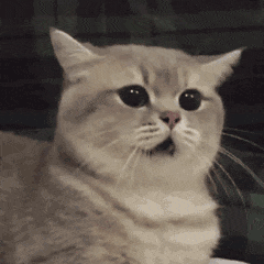 猫咪 可爱 搞怪 日常