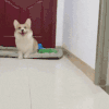 萌宠 狗狗 开心 呆萌 可爱
