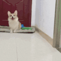萌宠 狗狗 开心 呆萌 可爱
