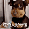 萌宠 猫咪 这个人好奇怪 呆萌 可爱