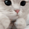 萌宠 猫咪 打拳 呆萌 可爱