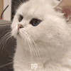 萌宠 猫咪 哼 呆萌 可爱