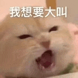 萌宠