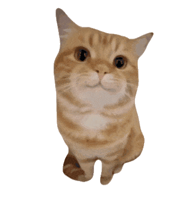 猫meme 猫猫 抽象 搞怪