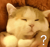 萌宠 猫咪 ？ 呆萌 可爱