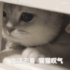 萌宠 猫喵 生活不易猫猫叹气 呆萌 可爱