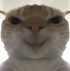 萌宠 猫咪 开心 呆萌 可爱